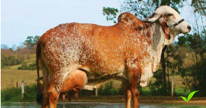 deshi cow